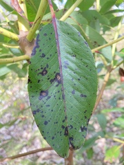 Ruptoseptoria unedonis