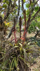 Tillandsia belloensis