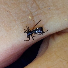 Micrathena schenkeli