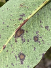 Ruptoseptoria unedonis