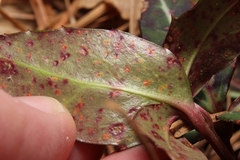 Pucciniastrum pyrolae