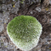 Steppe Mouse-Moss - Photo (c) Nate Moore, some rights reserved (CC BY-NC), uploaded by Nate Moore