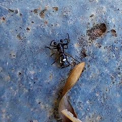 Micrathena schenkeli