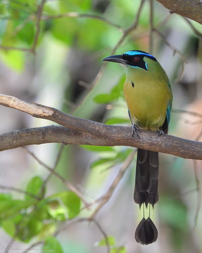 Lesson's Motmot