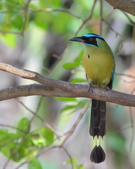 Lesson's Motmot photo 3
