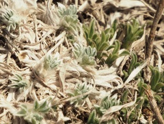 Astragalus tridactylicus
