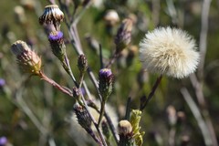 Symphyotrichum graminifolium