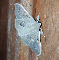 Siga pyronia