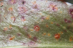 Pucciniastrum pyrolae