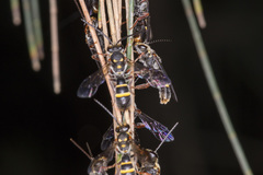 Lasioglossum peraustrale