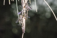 Lasioglossum peraustrale