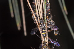 Lasioglossum peraustrale