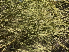 Choretrum glomeratum