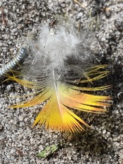 Psittaculidae