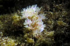 Marionia arborescens