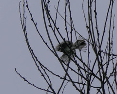 Setophaga nigrescens