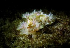 Marionia arborescens