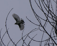 Setophaga nigrescens