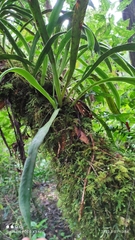 Scoliosorus ensiformis