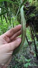 Scoliosorus ensiformis