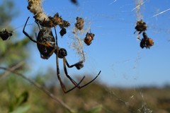 Trichonephila sexpunctata