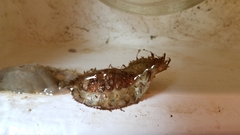 Placiphorella velata