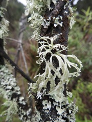 Ramalina glaucescens
