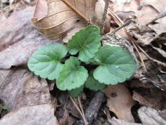 Scutellaria integrifolia