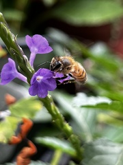Apis mellifera