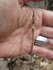 Scutellaria integrifolia