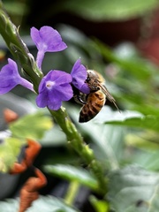 Apis mellifera