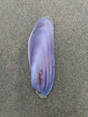 Modiolatus neglectus