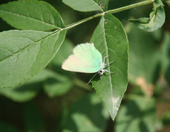 Callophrys chalybeitincta