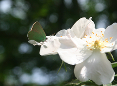 Callophrys chalybeitincta