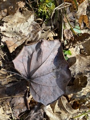 Cercis canadensis canadensis