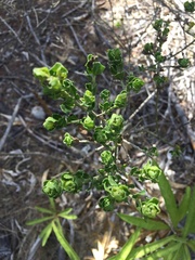 Baccharis macraei