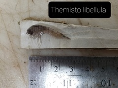 Themisto libellula