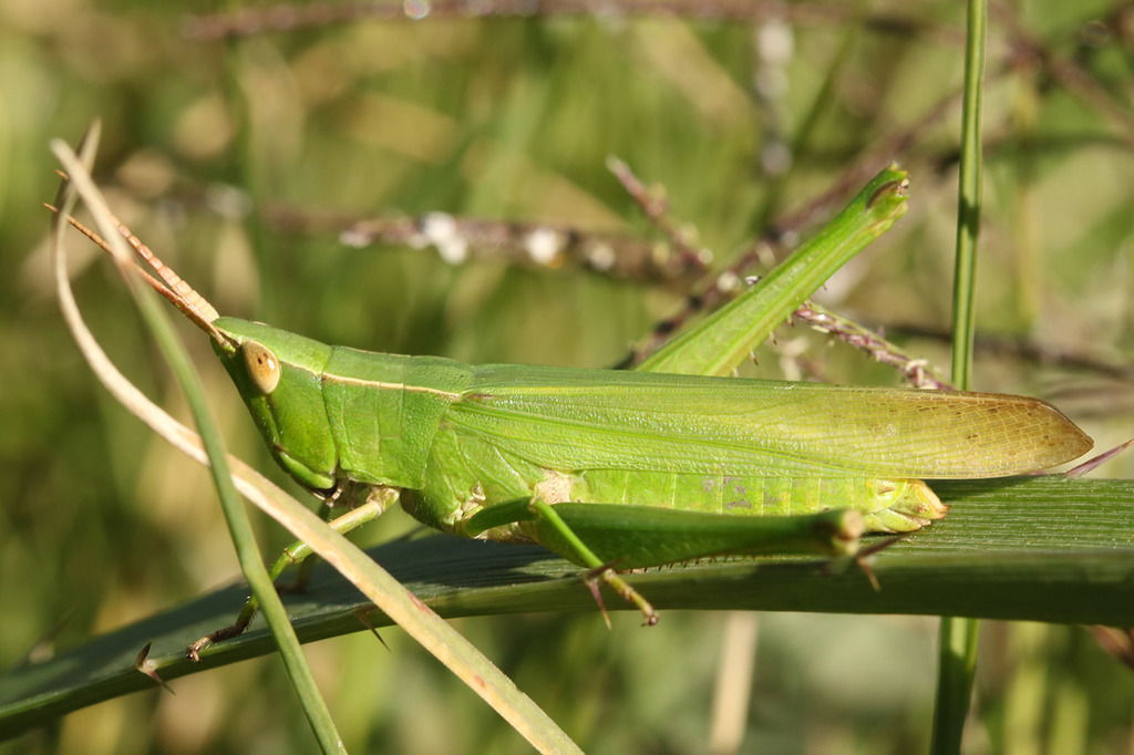 Metaleptea adspersa