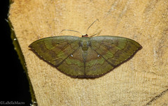Semaeopus prasinotribes