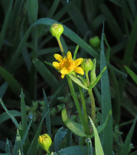 iNaturalist observation photo of Yellowray Goldfields