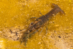 Faxonius occidentalis