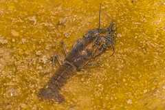 Faxonius occidentalis