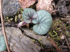 Viola hirsutula