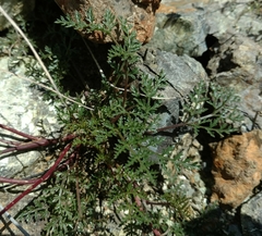Cymopterus terebinthinus californicus