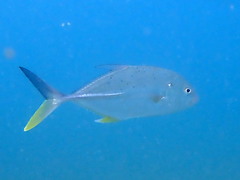 Caranx papuensis
