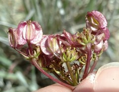 Cymopterus terebinthinus californicus