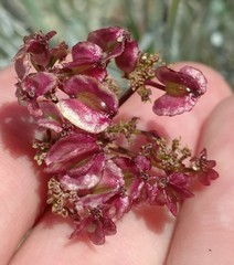 Cymopterus terebinthinus californicus