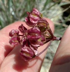 Cymopterus terebinthinus californicus