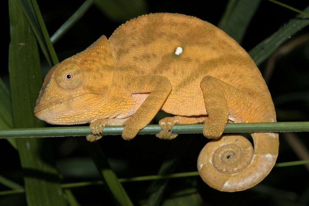 Mount Amber Globe-horned Chameleon