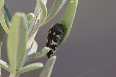 Acmaeodera vernalis